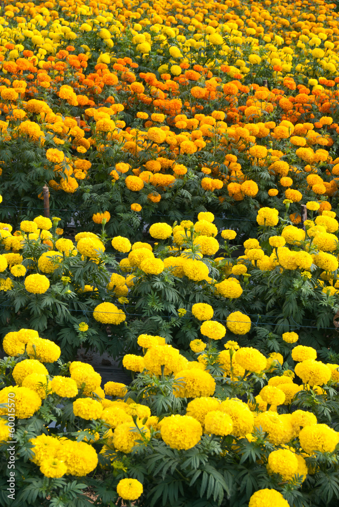 .Yellow flowers