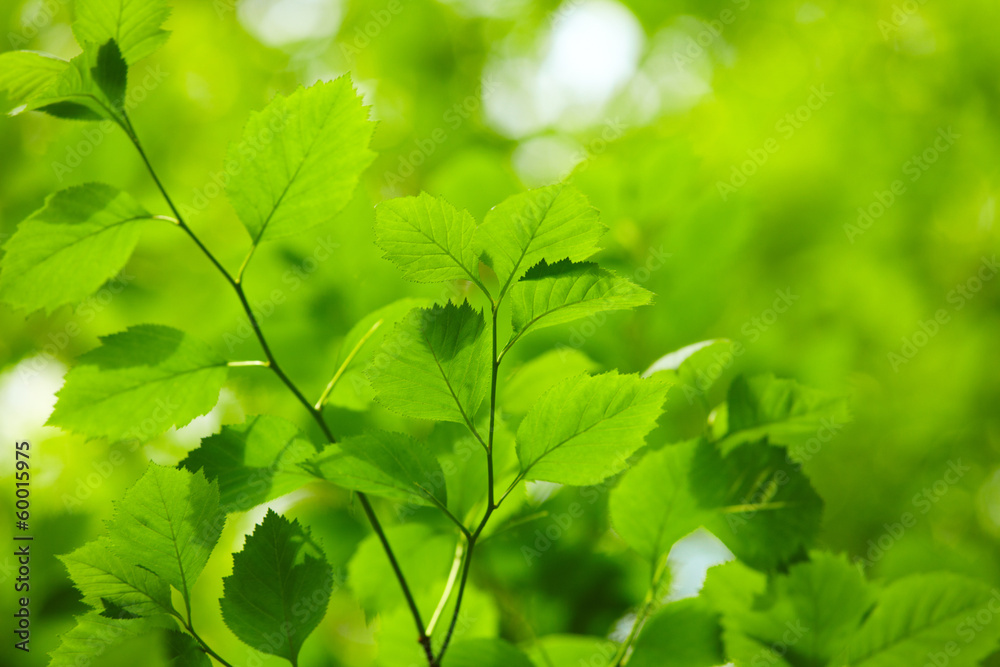 green leaves green leaves