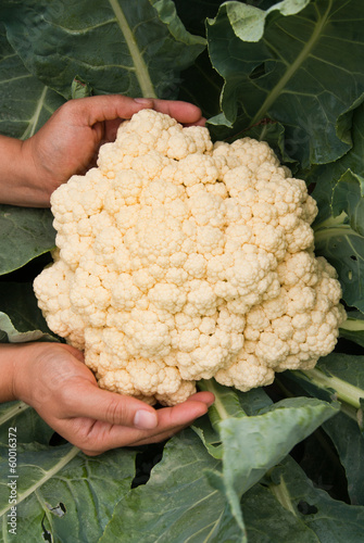cauliflower
