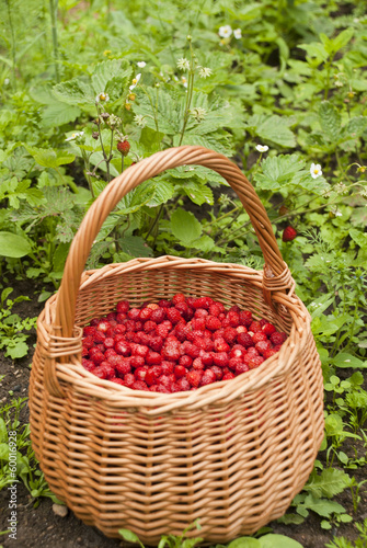 Wicker basket of wild strawberry near the plant.
