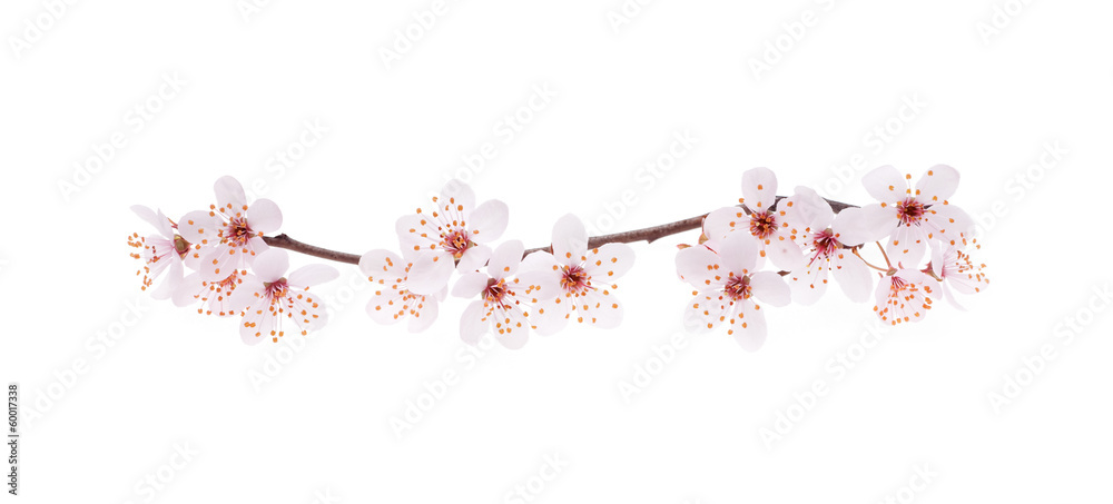 Obraz premium Branch of Japanese cherry with blossom, isolated on white
