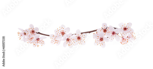 Fotografiet Branch of Japanese cherry with blossom, isolated on white