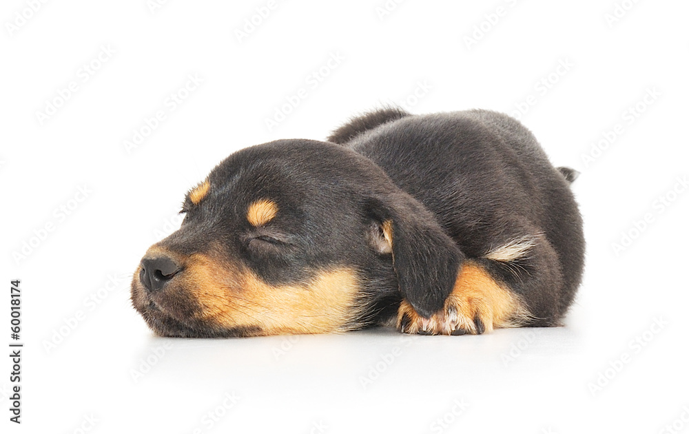 Obraz premium Baby Puppy