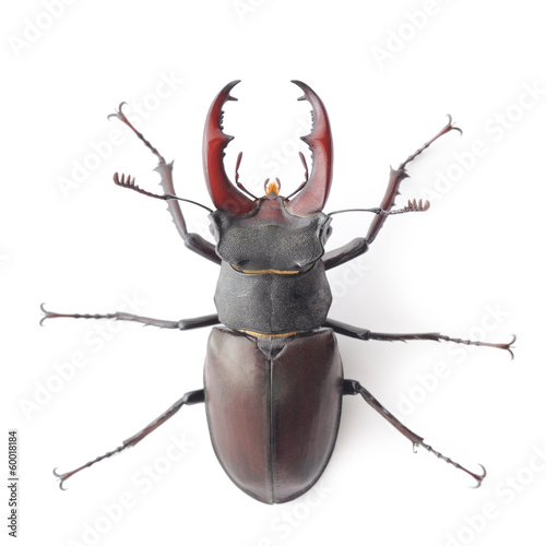 Rhinoceros beetle isolated on white