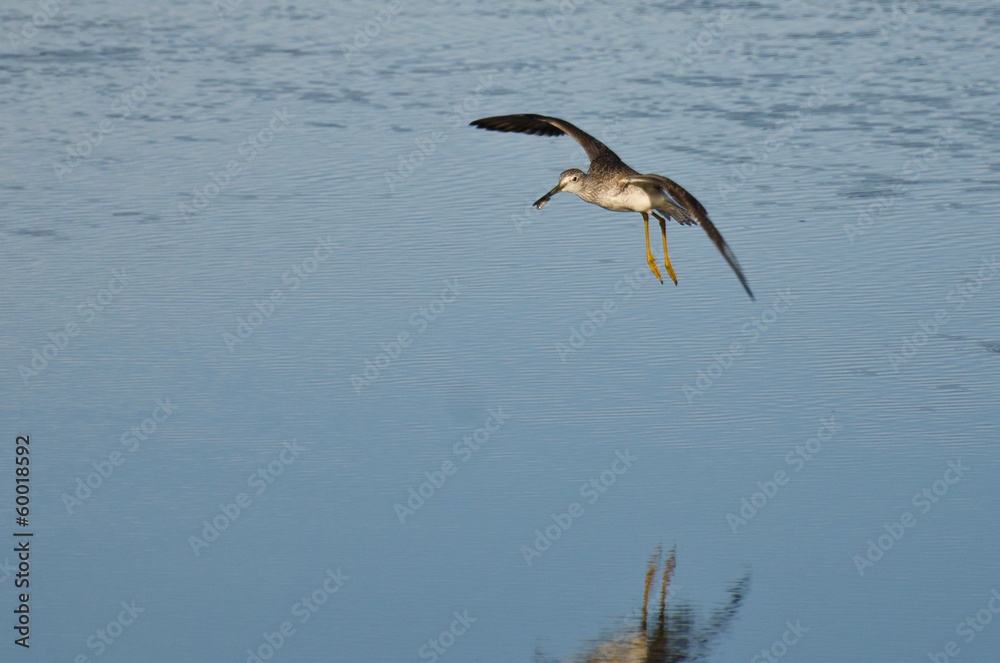 Obraz premium Sandpiper Landing While Carrying a Fish