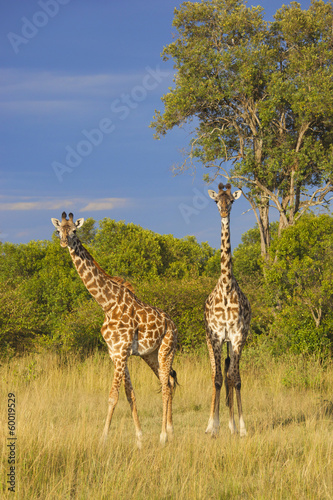 Masai giraffes in the Maasai Mara
