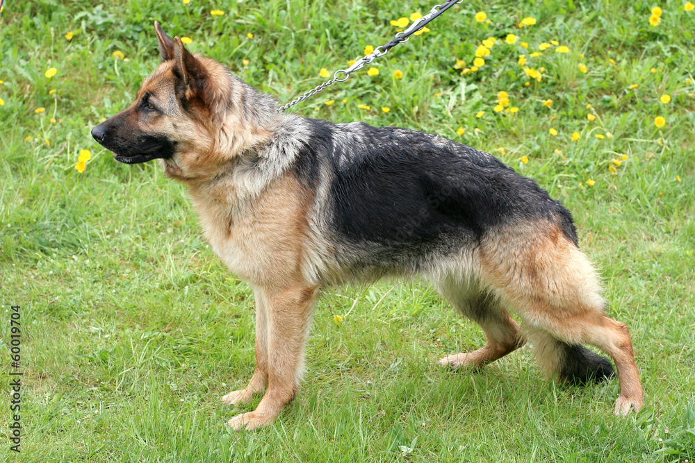 German Shepherd Dog Short-haired in a garden German Shepherd Dog Short-haired in a garden