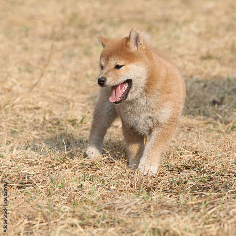 Amazing funny Shiba inu puppy