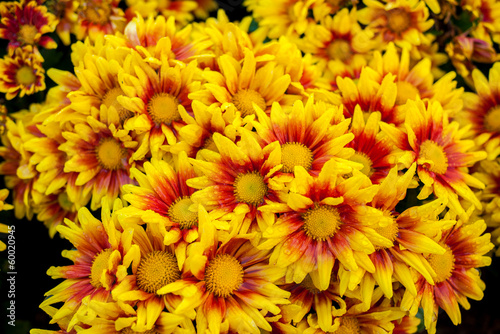 Chrysanthemum beautiful flowers in the garden