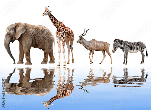 giraffes,elephant,kudu and zebra isolated on white