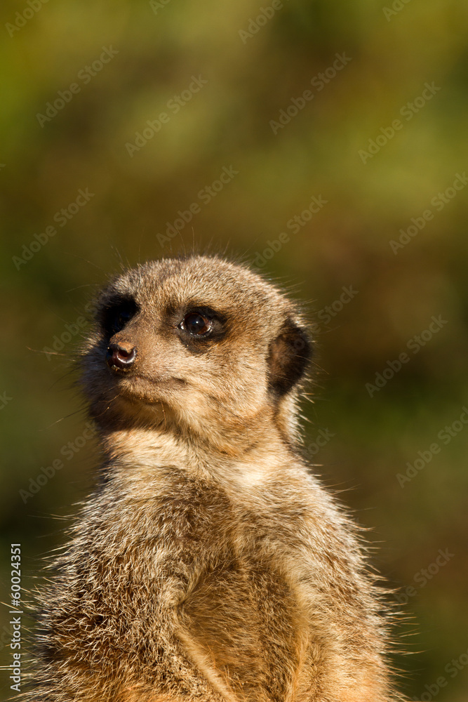 meerkat meerkat