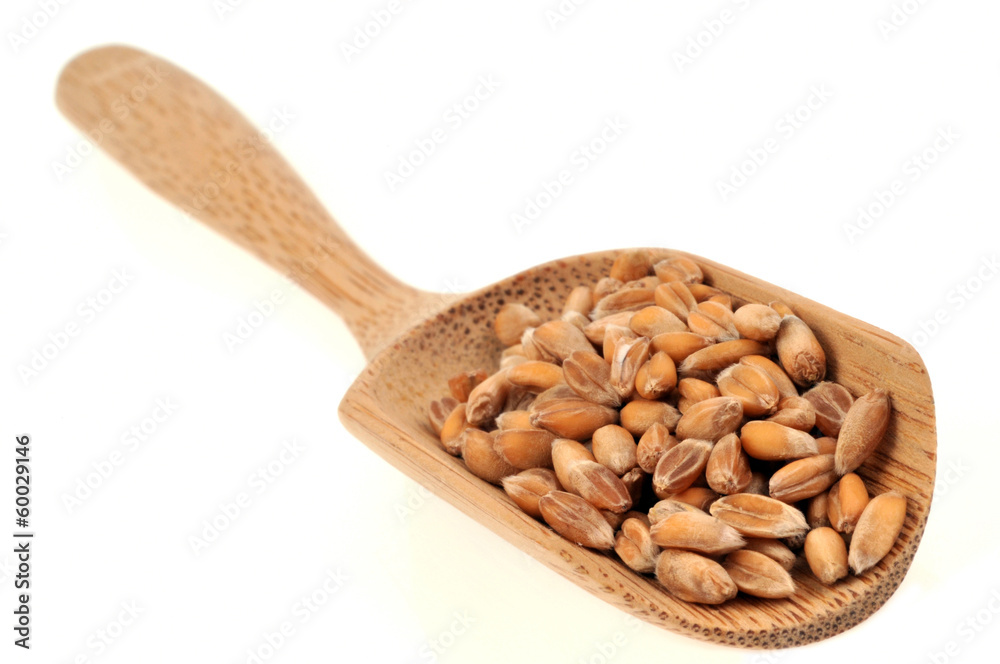 Graines d'épeautre dans une cuillère Graines d'épeautre dans une cuillère