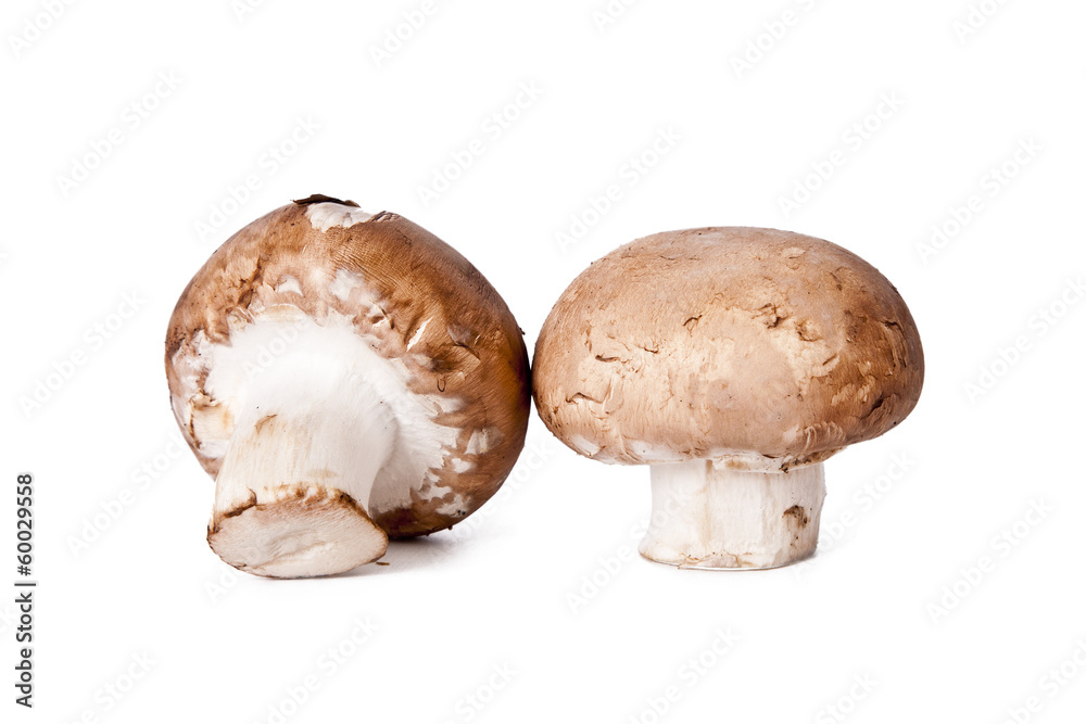 mushrooms and raw mushrooms isolated on white background mushrooms and raw mushrooms isolated on white background