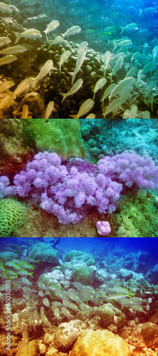 tropical fishes over a coral reef