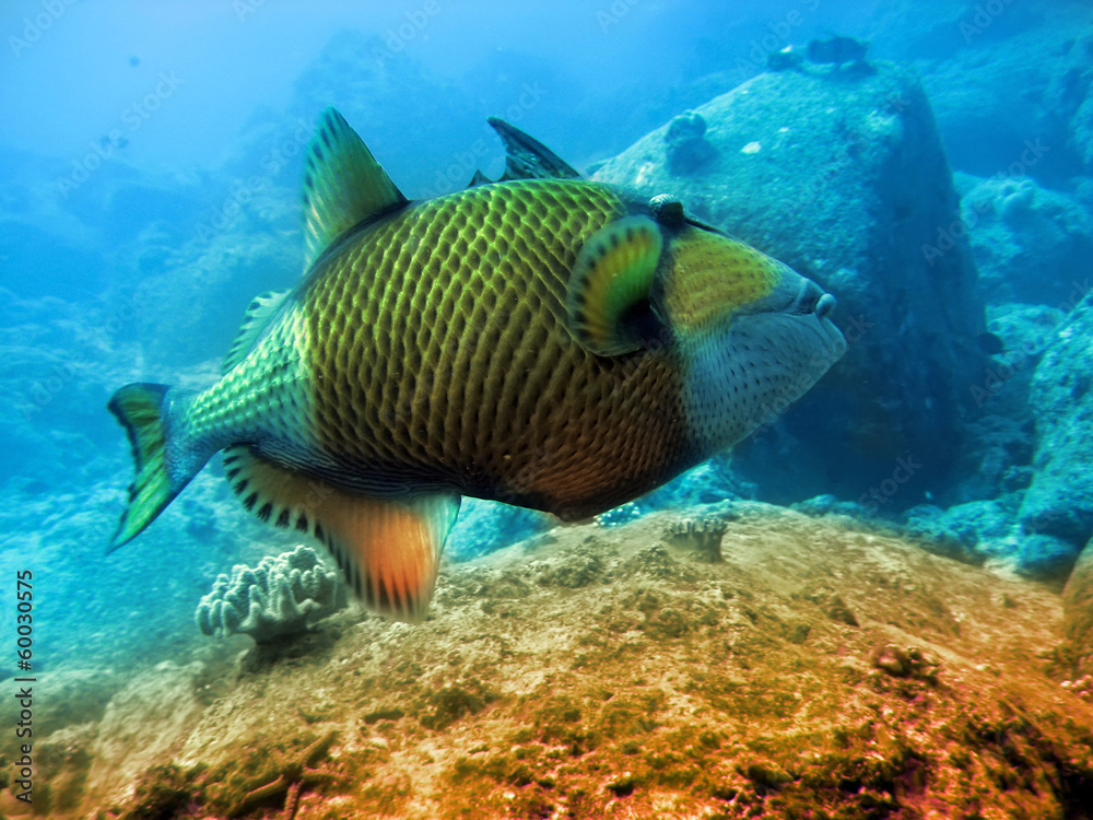 Fototapeta premium tropical fishes over a coral reef