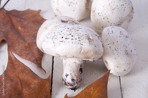 Still life of mushrooms and raw mushrooms