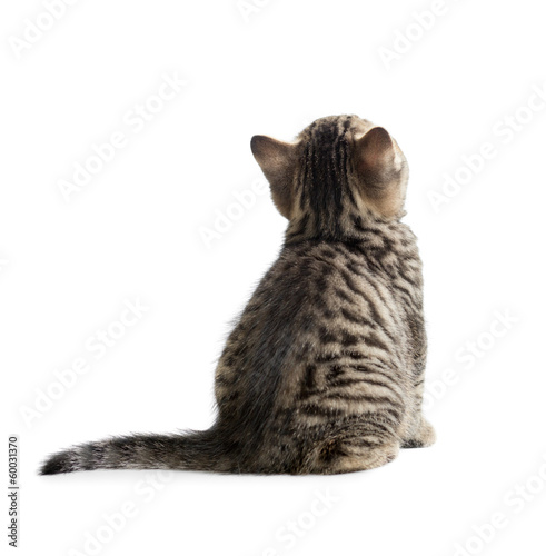 kitten rear or back view isolated on white