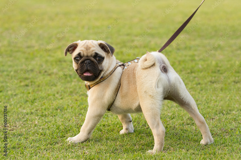 Puppy Pug is kept on leash