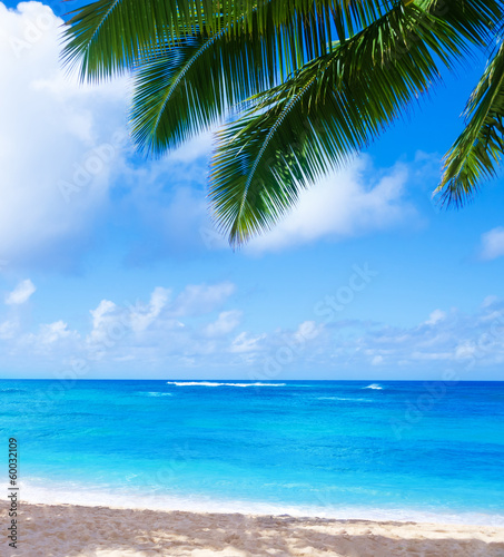 Fototapeta Naklejka Na Ścianę i Meble -  Coconut Palm tree on the sandy beach in Hawaii, Kauai