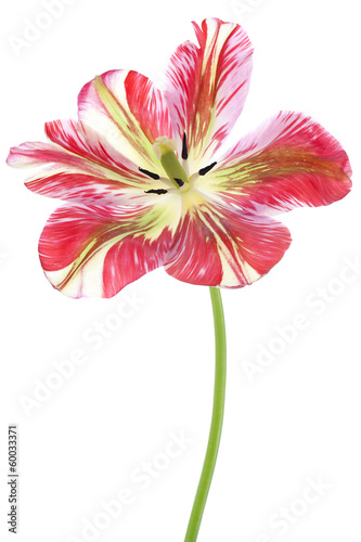 Fototapeta Naklejka Na Ścianę i Meble -  tulip