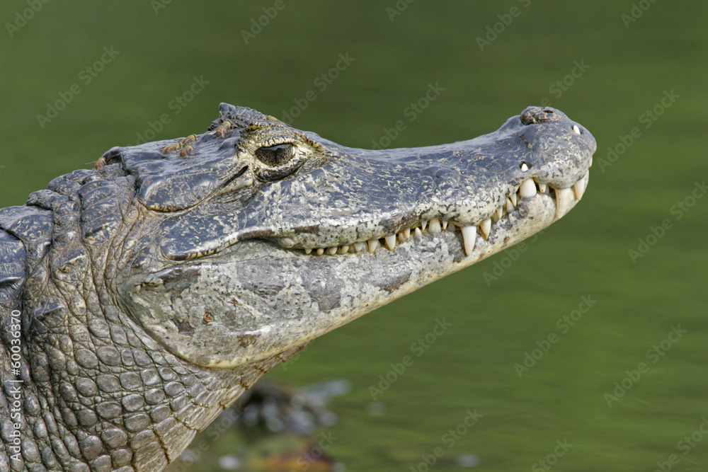 Obraz premium Spectacled caiman, Caiman crocodilus,