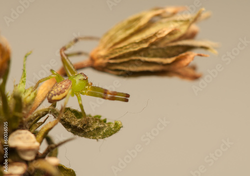 Diaea dorsata photo