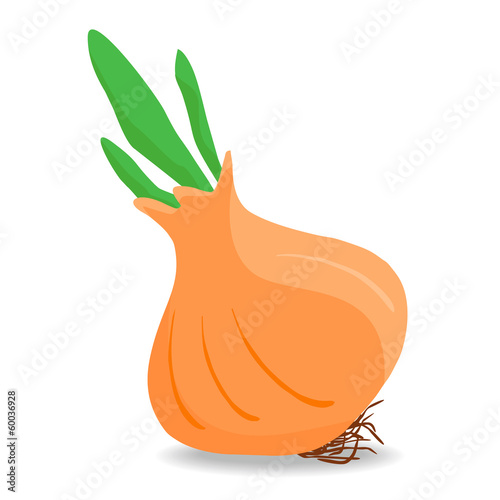 Onion
