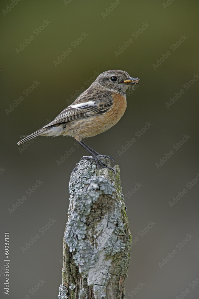 Fototapeta premium Stonechat, Saxicola torquata