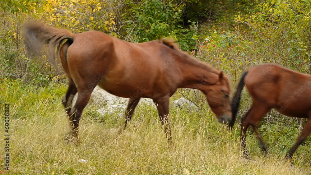 Wild horses graze in the mountains Wild horses graze in the mountains