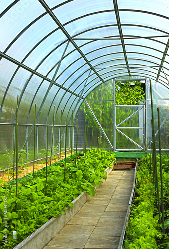 Vegetables in greenhouse
