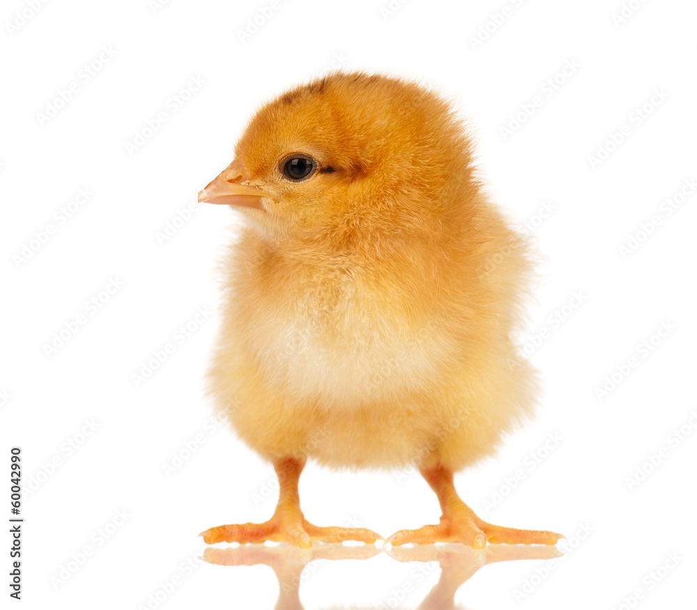 Fototapeta premium Little chicken