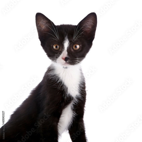 Portrait of a black and white kitten.