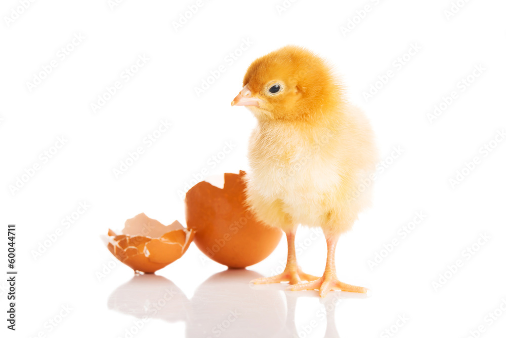 Fototapeta premium Small yellow chick with egg.