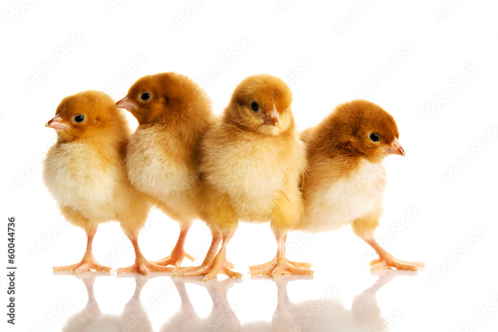 Group of small chicks. Group of small chicks.