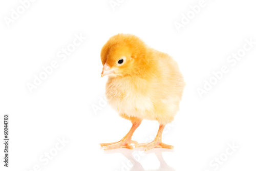 Small yellow Easter chick.