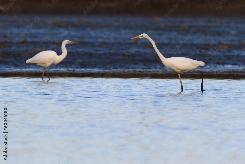 Fototapeta premium bird