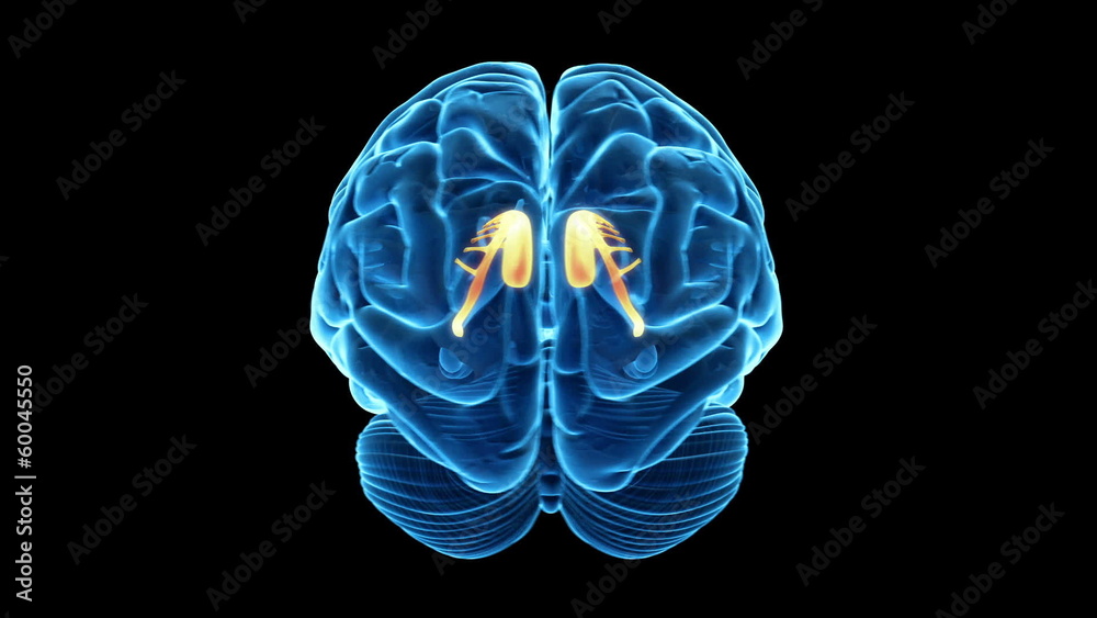 Medical animation showing the caudate nucleus Medical animation showing the caudate nucleus
