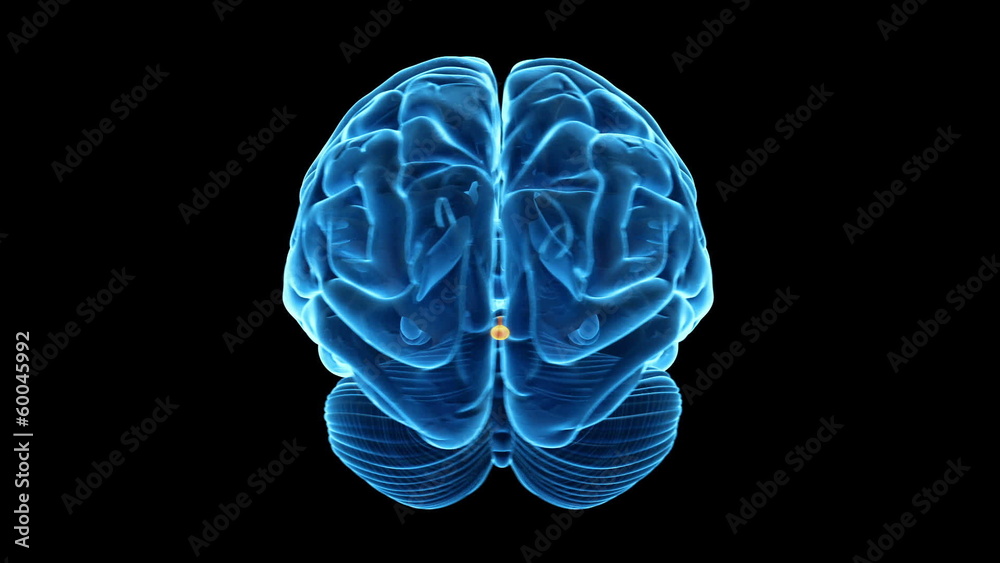 Vidéo Stock Medical animation showing the pituitary gland Adobe Stock