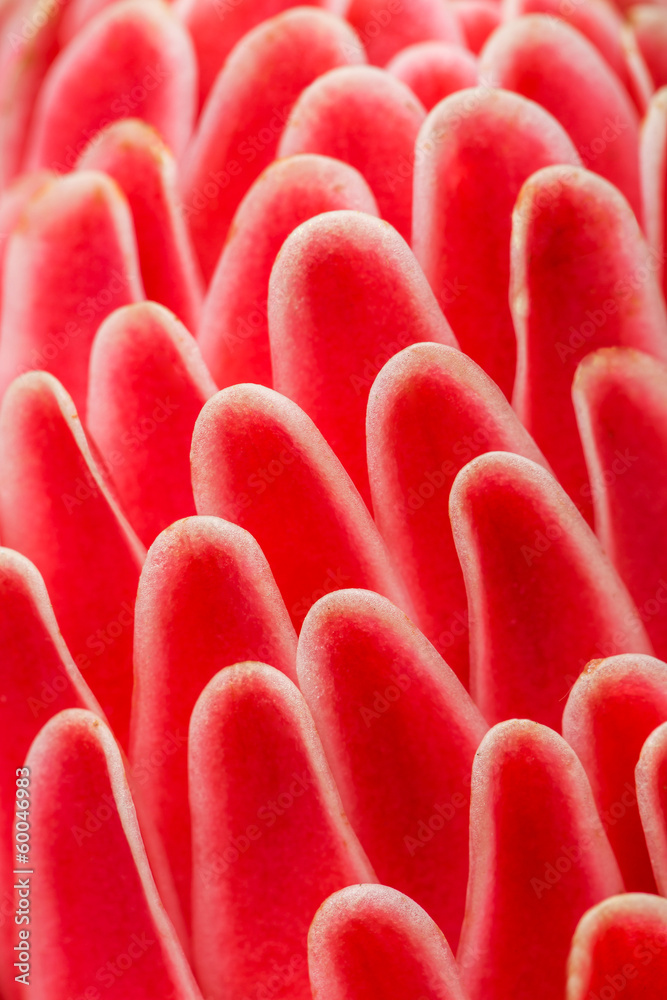 Fototapeta premium Macro shot of the petals of a red flower