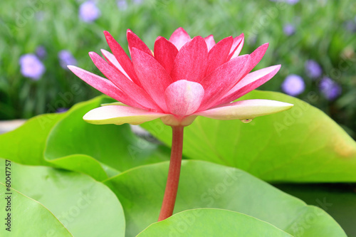 Fotografía Red water-lily
