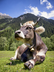 nice cow