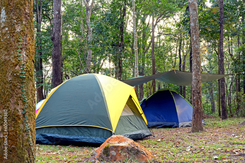 Camping tents underneath big trees in national park.