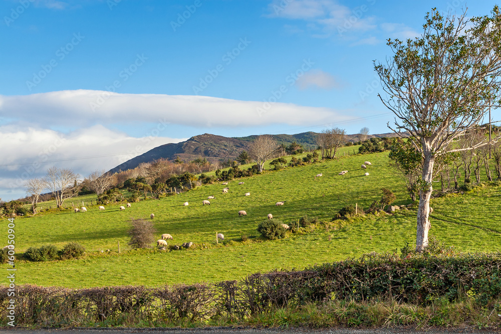 Scenic Landscape in Ireland