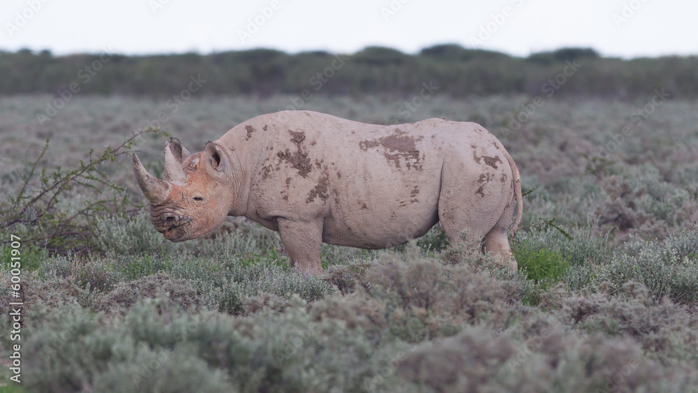 Black (hooked-lipped) rhinoceros (Diceros bicornis) Black (hooked-lipped) rhinoceros (Diceros bicornis)
