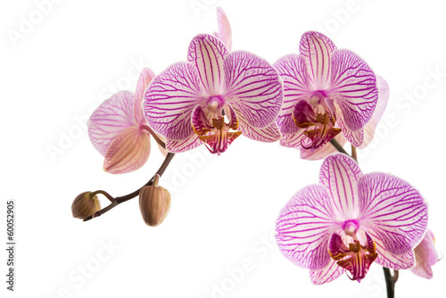 Orchideernrispe