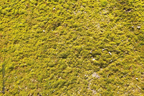 Green Moss Seamless Tileable Texture