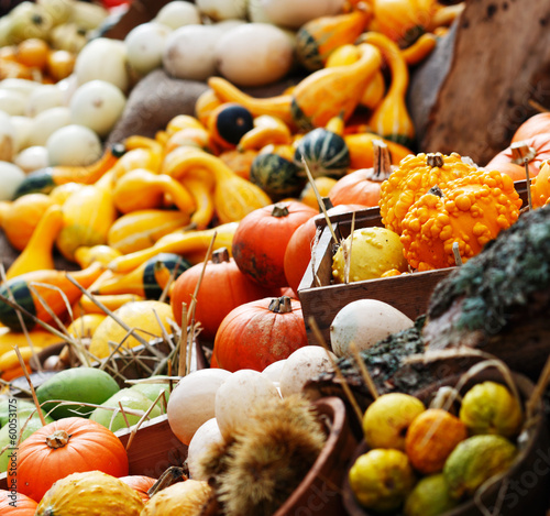 A composition of pumpkins and summer and winter squashes photo