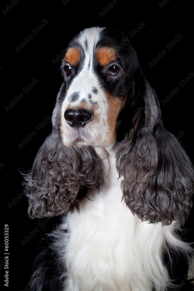Spaniel dog portrait isolated on black background