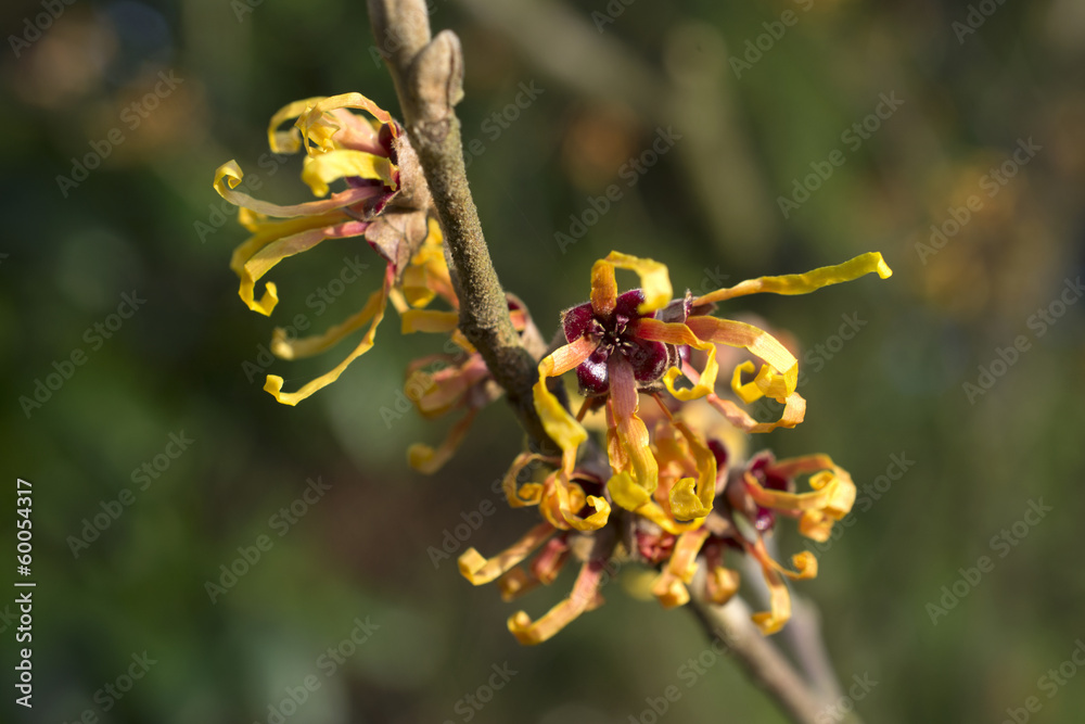 Hamamelis or witch-hazel in bloom in the Netherlands. Hamamelis or witch-hazel in bloom in the Netherlands.