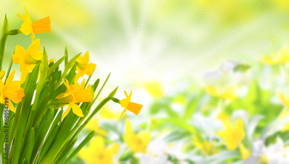Gelbe Blüten im Frühling - obrazy, fototapety, plakaty 